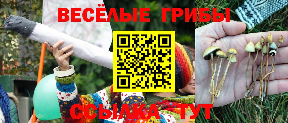 Протвино  Псилоцибиновые грибы Psilocybine cubensis  Вход с VPN  Псилоцибиновые грибы Psilocybine cubensis 